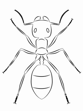 illustration of ant , vector draw