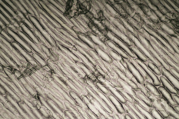 onion cells - microscopic image - magnifying 100x