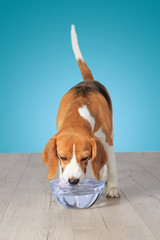 Beagle dog drinking water © alexugalek