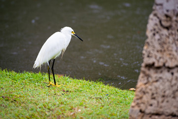 Great Egret on the background of a green grass