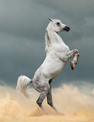 Obraz na płótnie Canvas Beautiful arabian stallion in prairies