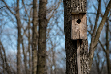 Wooden birdhouse at tree with rhombus hole