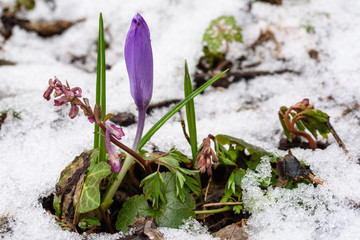 First Signs of Spring. Flowers and snow