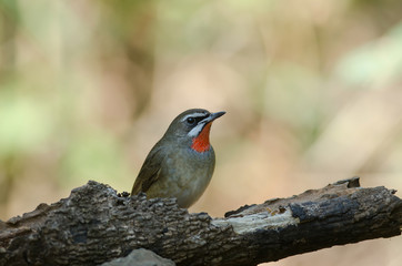 Siberian Rubythroat bird (luscinia Sibilans)