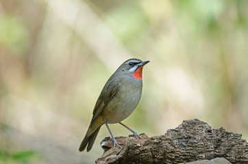 Siberian Rubythroat bird (luscinia Sibilans)