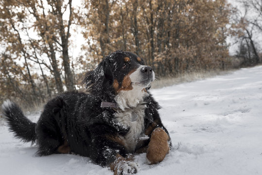 Happy lovely Bernese mountain dog have fun in the snow forest winter