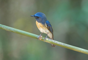 Blue-throated Blue Flycatcher
