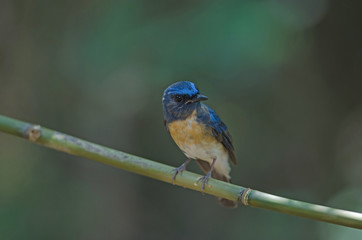 Blue-throated Blue Flycatcher