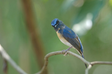 Blue-throated Blue Flycatcher