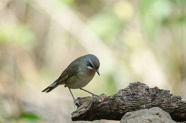 Siberian Rubythroat bird (luscinia Sibilans)