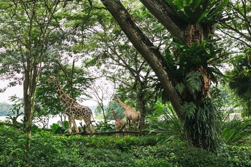 wild giraffes in natural habitat among trees with green leaves