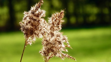 Schilfgras und Schilfähren im Herbstlicht
