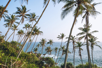 Fototapeta na wymiar Beautiful scenic view of palm trees on coastline, mirissa, sri lanka