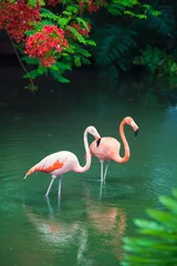 Photo sur Plexiglas Flamant Le flamant rose des Caraïbes va sur l& 39 eau. Flamant rose va sur un marais