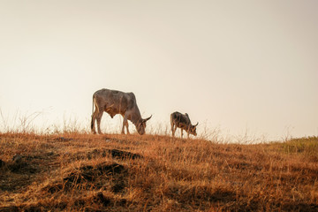 cows eating grass in open field
