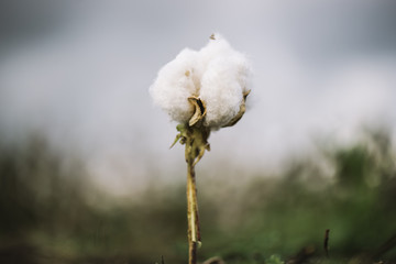 Field of cotton in the countryside ready for harvesting.