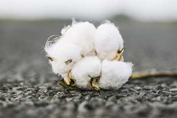Field of cotton in the countryside ready for harvesting.