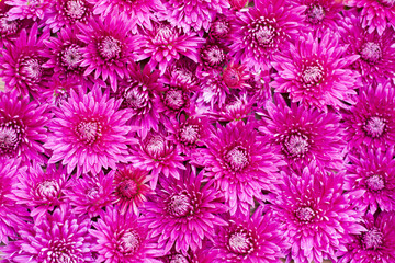 chrysanthemum