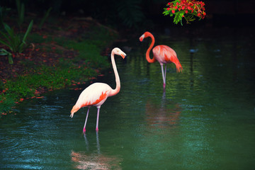 The pink Caribbean flamingo goes on water. Pink flamingo goes on a swamp