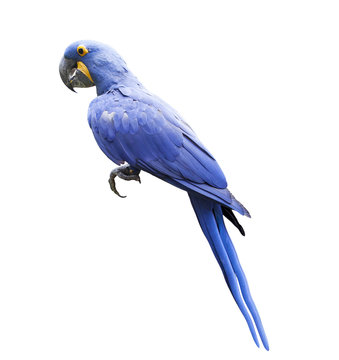 Fototapeta side view full body of hyacin macaw bird isolated white background