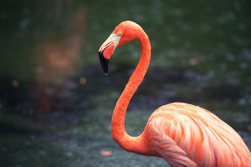 The pink Caribbean flamingo goes on water. Pink flamingo goes on a swamp