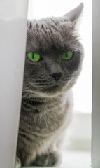 Beautiful russian blue cat with green eyes pose on the dark background cat on the window the cat is looking through the gap