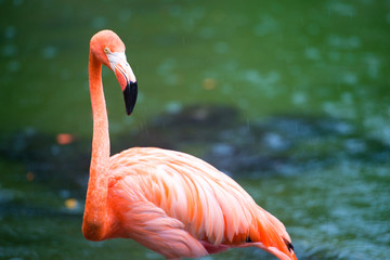 The pink Caribbean flamingo goes on water. Pink flamingo goes on a swamp