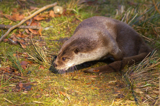Otter on the grass