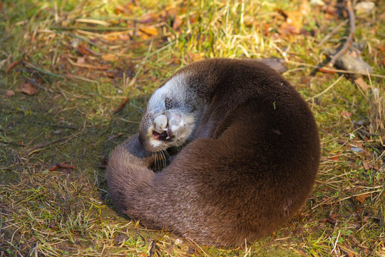 Otter playing with a stone in its mounth