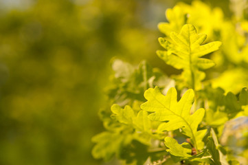 Green leaves on a tree