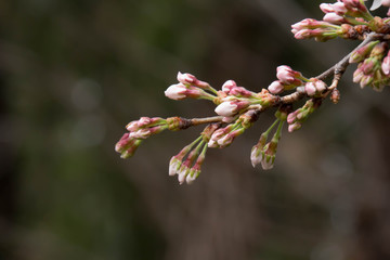 今にも咲きそうな桜の蕾