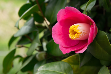 艶やかなピンクの椿の花