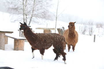 Adorable llama in winter