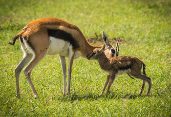 Antelope Thompson and her newborn baby in Masai Mara, Kenya © siete_vidas1