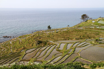 白米千枚田