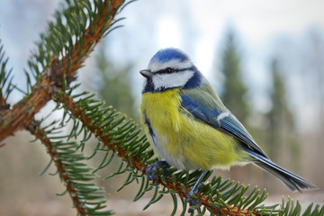 Blue tit on a fir tree branch.