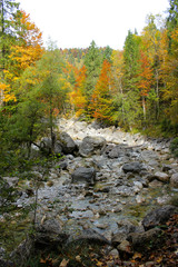 forrest in bavaria