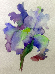 watercolor art  background floral  exotic spring flower blossom  bloom iris single painting bright  wash blurred textured  decoration  hand beautiful colorful delicate romantic