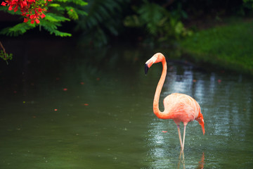 The pink Caribbean flamingo goes on water. Pink flamingo goes on a swamp