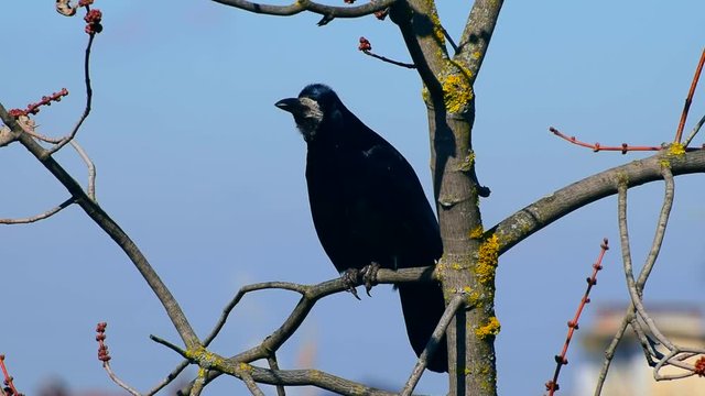 Caucasian rook Corvus frugilegus basks in early spring on maple branch Aker platanoides with lichen and sings song 