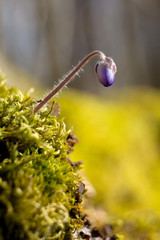 Hepatic creeper, also Hepatica nobilis Schreb., Is a perennial low herb growing in deciduous forests of temperate Europe. 