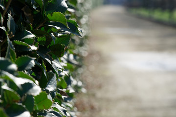 Grass fence, green fresh herb for background