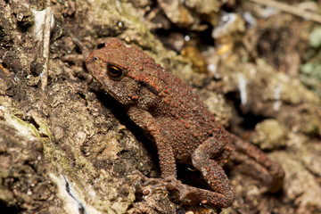 toad on the bark of the tree.