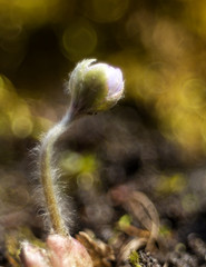 Hepatic creeper, also Hepatica nobilis Schreb., Is a perennial low herb growing in deciduous forests of temperate Europe. 