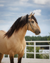 Portrait of buckskin horse in the stable at summer outdoors