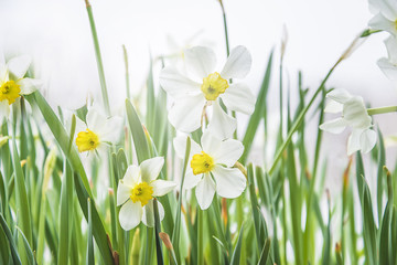 White narcissus flowers