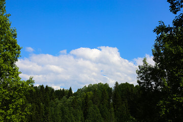 summer forest
