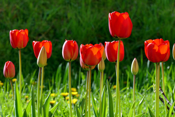 Obraz premium Spring flowers. A garden with blossoming tulips.