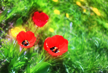 Spring flowers. A garden with blossoming tulips.