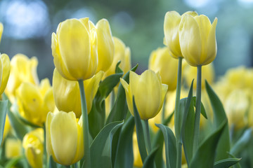 Obraz premium Tulips bloom in the spring sunshine with brilliant colors rising up full of vitality in the garden